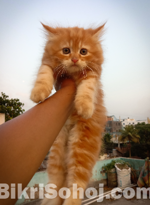 Traditional persian Male & Female kitten
